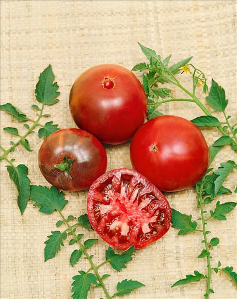 Tomate/Lycopersicon esculentum BLACK KRIM