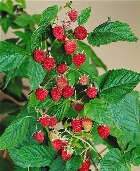 Rubus idaeus Type Willamette