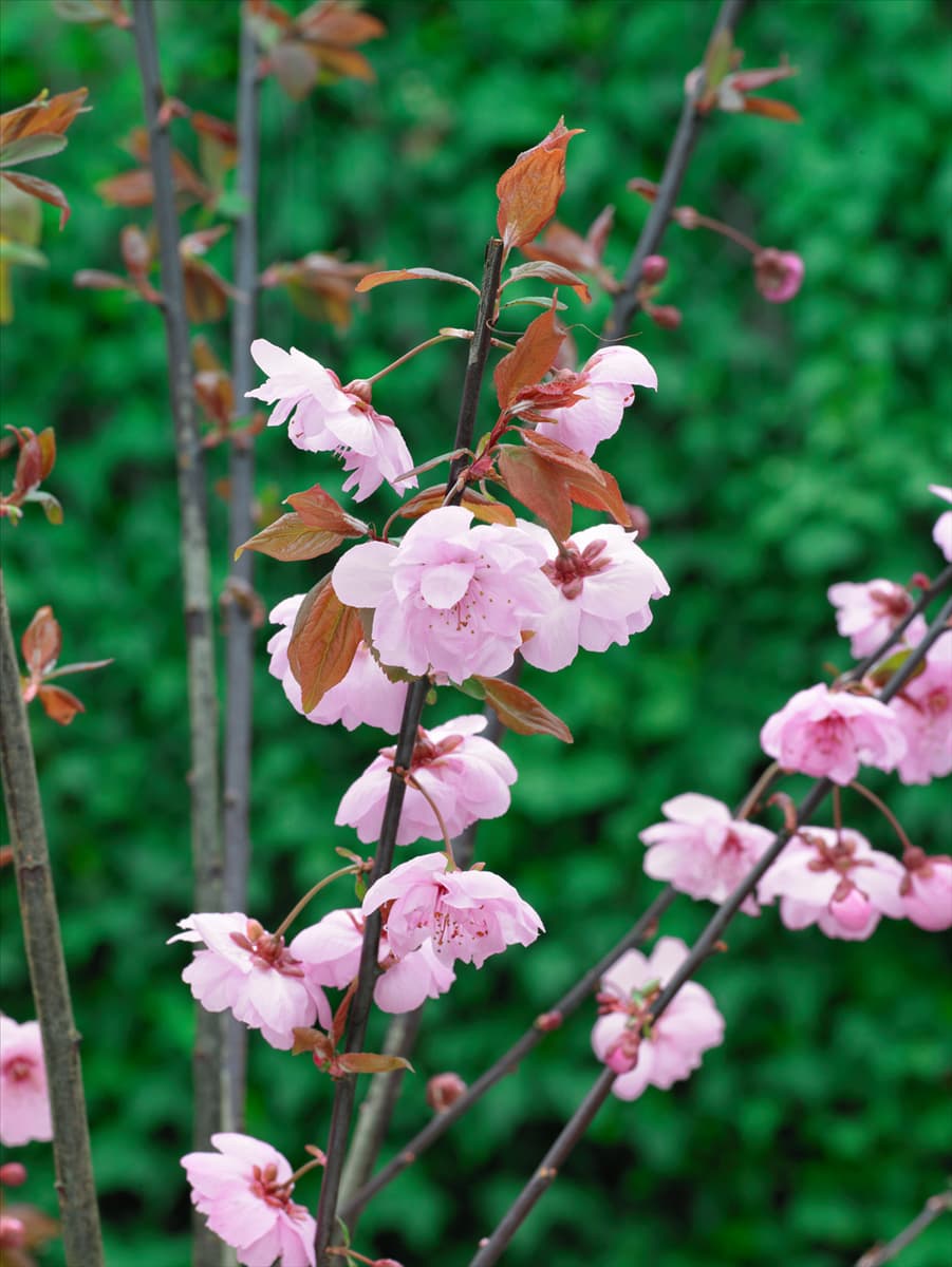 Prunus cerasifera Pleniflora