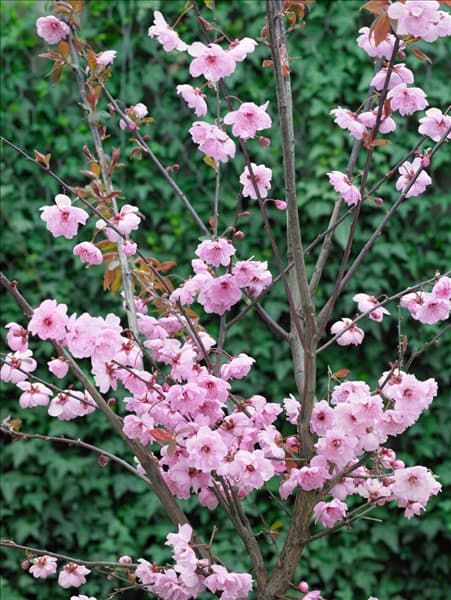 Prunus cerasifera Pleniflora