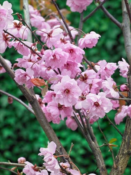 Prunus cerasifera Pleniflora