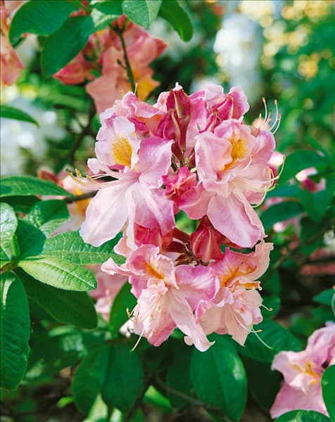 RHODODENDRON KNAPHILL CECILE (AZALEA)