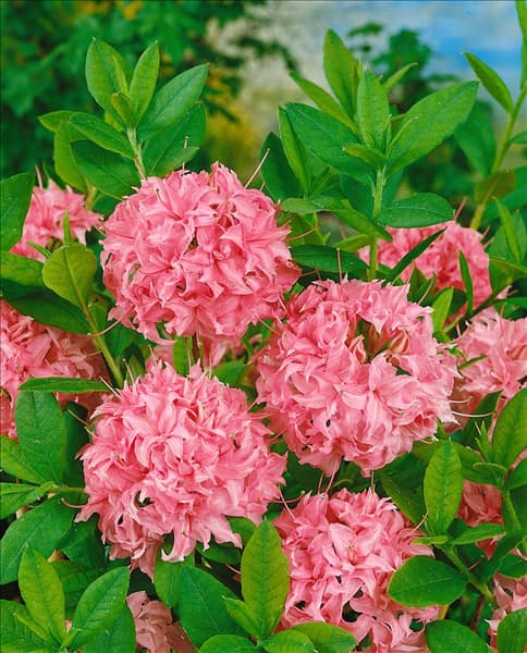 RHODODENDRON KNAPHILL HOMEBUSH (AZALEA)