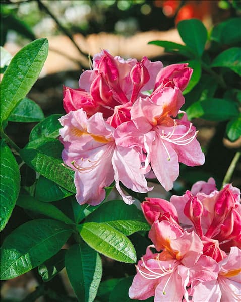 RHODODENDRON KNAPHILL CECILE (AZALEA)