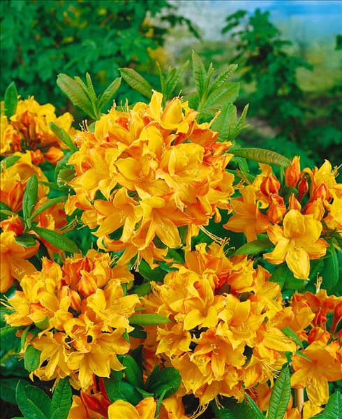 RHODODENDRON KNAPHILL DIORAMA (AZALEA)