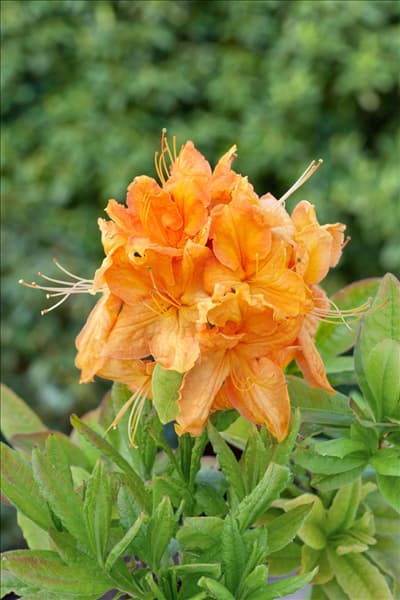 Rhododendron Knap Hill Golddust