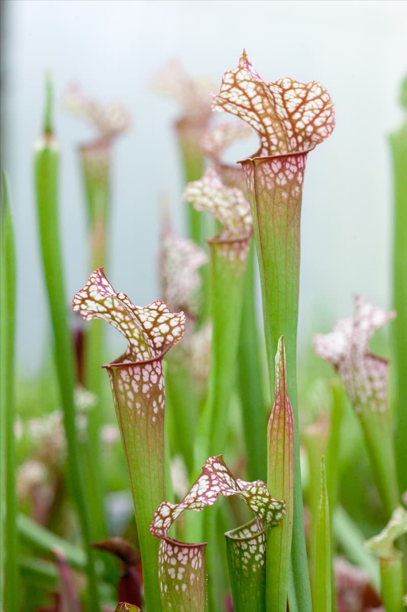 Sarracenia Dana's Delight