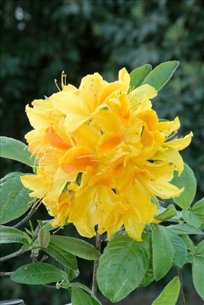 Rhododendron Knap Hill Goldtopas