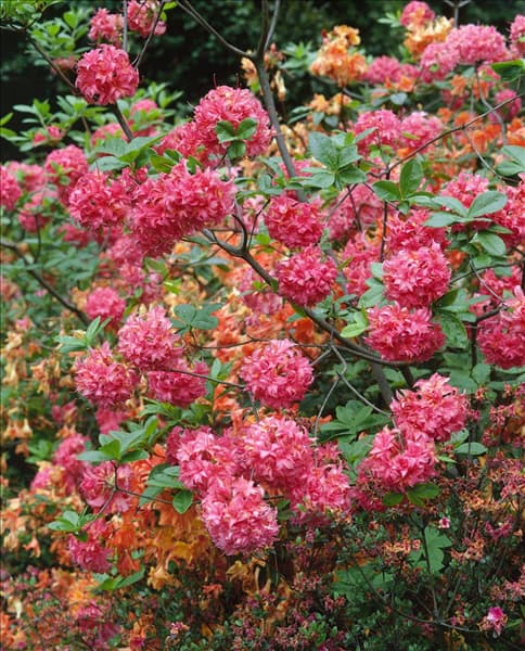 RHODODENDRON KNAPHILL HOMEBUSH (AZALEA)
