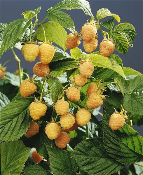 Rubus idaeus Golden Queen type