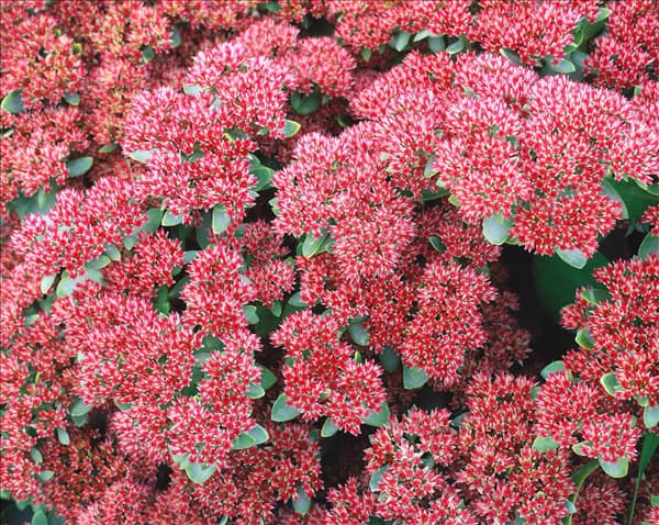 Sedum telephium Herbstfreude
