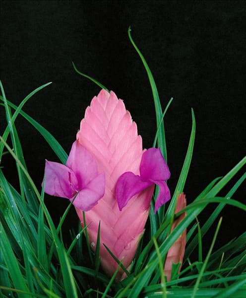 TILLANDSIA CYANEA / BLOSSOM / BLÜTE