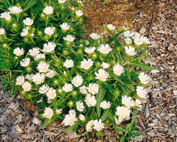 STOKESIA LAEVIS SILVER MOON WHITE