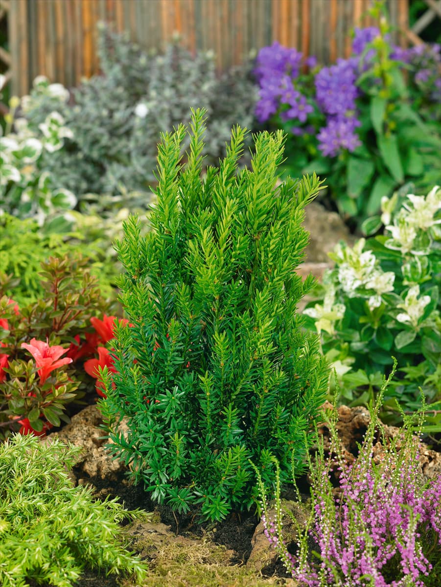 Taxus media Hilli