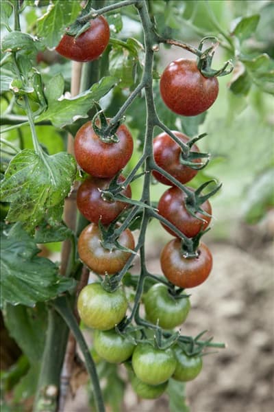 Lycopersicon esculentum Black Cherry
