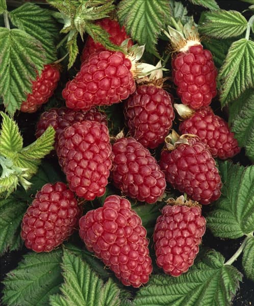 Rubus fruticosus x Rubus idaeus