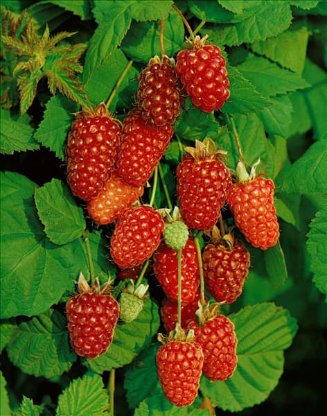 Rubus fruticosus x Rubus idaeus