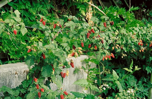 Rubus fruticosus x Rubus idaeus
