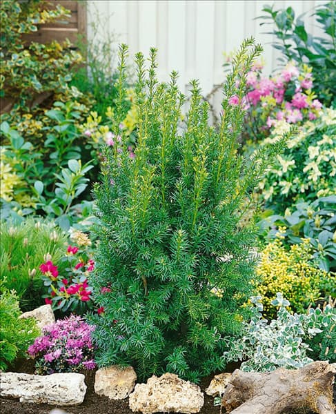 Taxus x media Hicksii