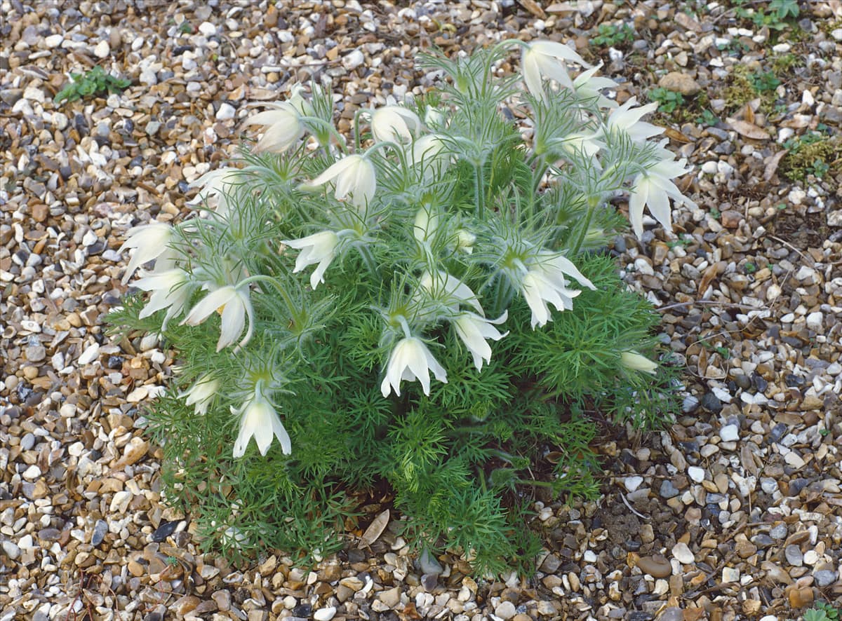PULSATILLA VULGARIS ALBA