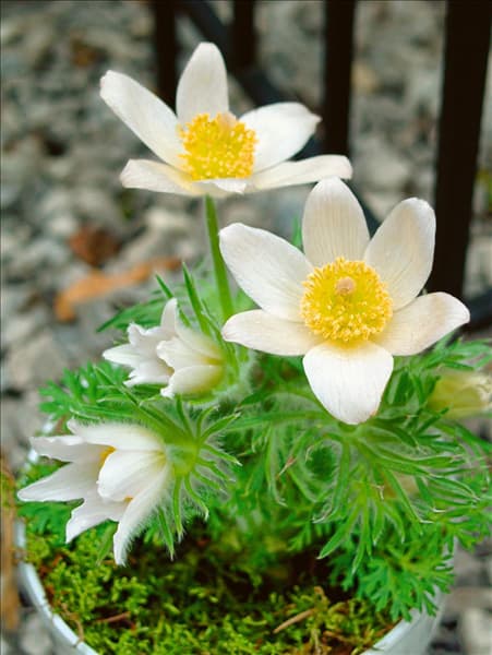 Pulsatilla vulgaris Alba