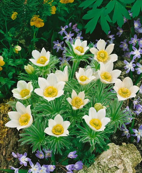PULSATILLA VULGARIS ALBA