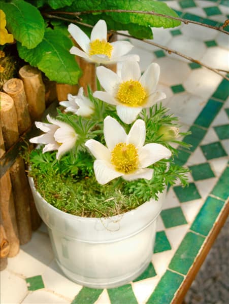 Pulsatilla vulgaris Alba