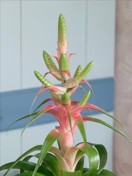 Tillandsia Samantha