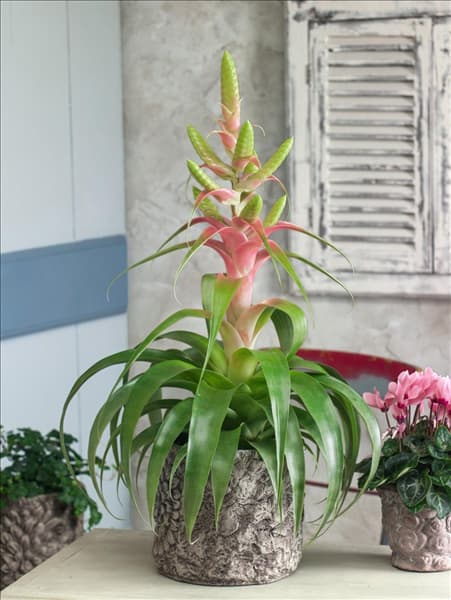 Tillandsia Samantha