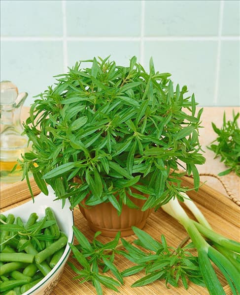 Satureja hortensis Aromata