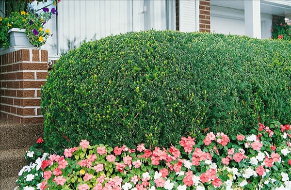 TAXUS X MEDIA DENSIFORMIS