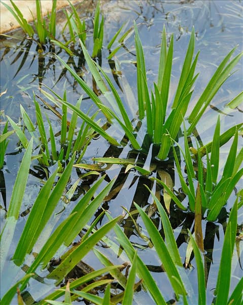 Stratiotes aloides