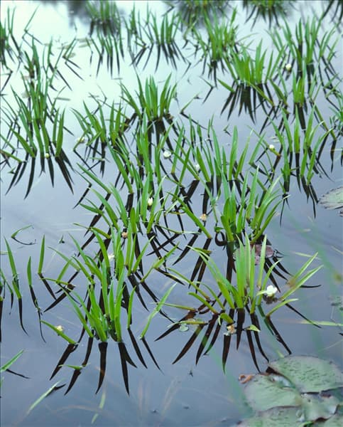 Stratiotes aloides