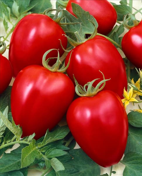 Lycopersicon esculentum Tomatoberry F1