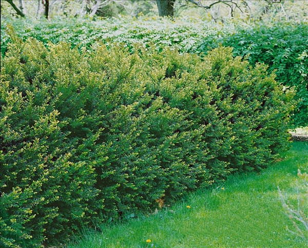 Taxus X media Brownii