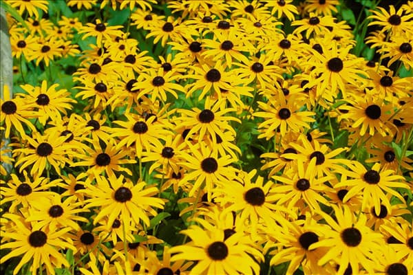 Rudbeckia fulgida