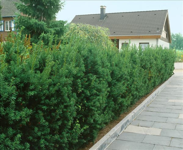 Taxus x media Hicksii