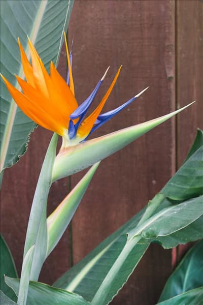 Strelitzia reginae