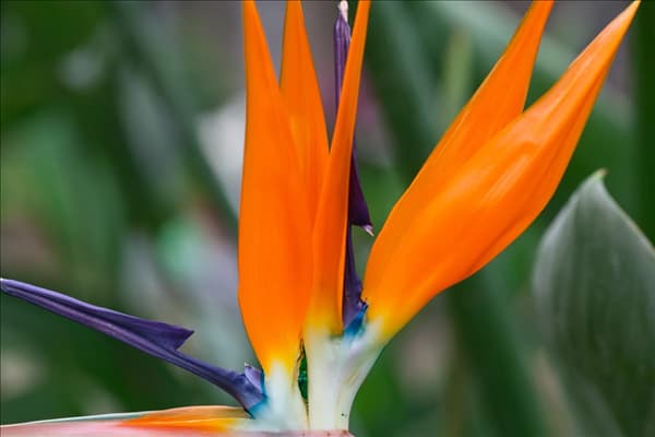 Strelitzia reginae