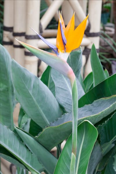 Strelitzia reginae