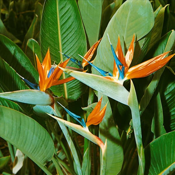 STRELITZIA REGINAE