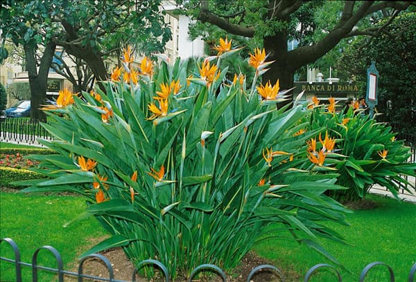 STRELITZIA REGINAE