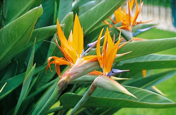 STRELITZIA REGINAE
