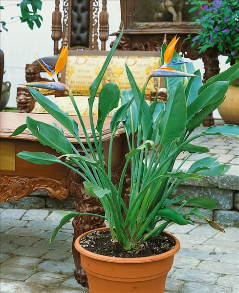 Strelitzia reginae