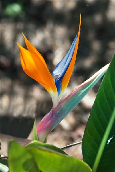 Strelitzia reginae