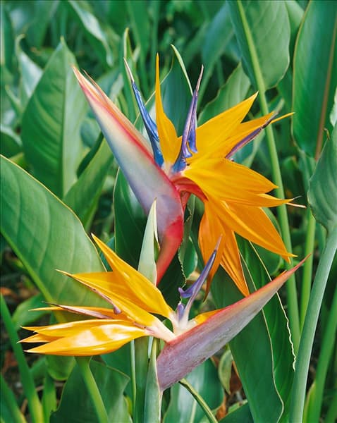 STRELITZIA REGINAE