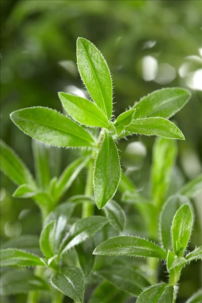 Satureja montana ssp. montana Bolero