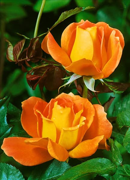 Rosa Hybrid Tea Amitie