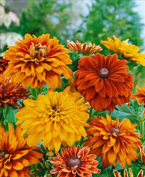 Rudbeckia hirta Cherokee Sunset mixed