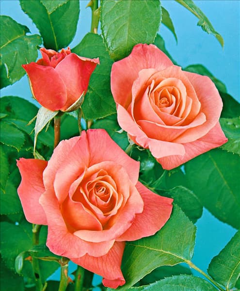 Rosa Hybrid Tea Axelle